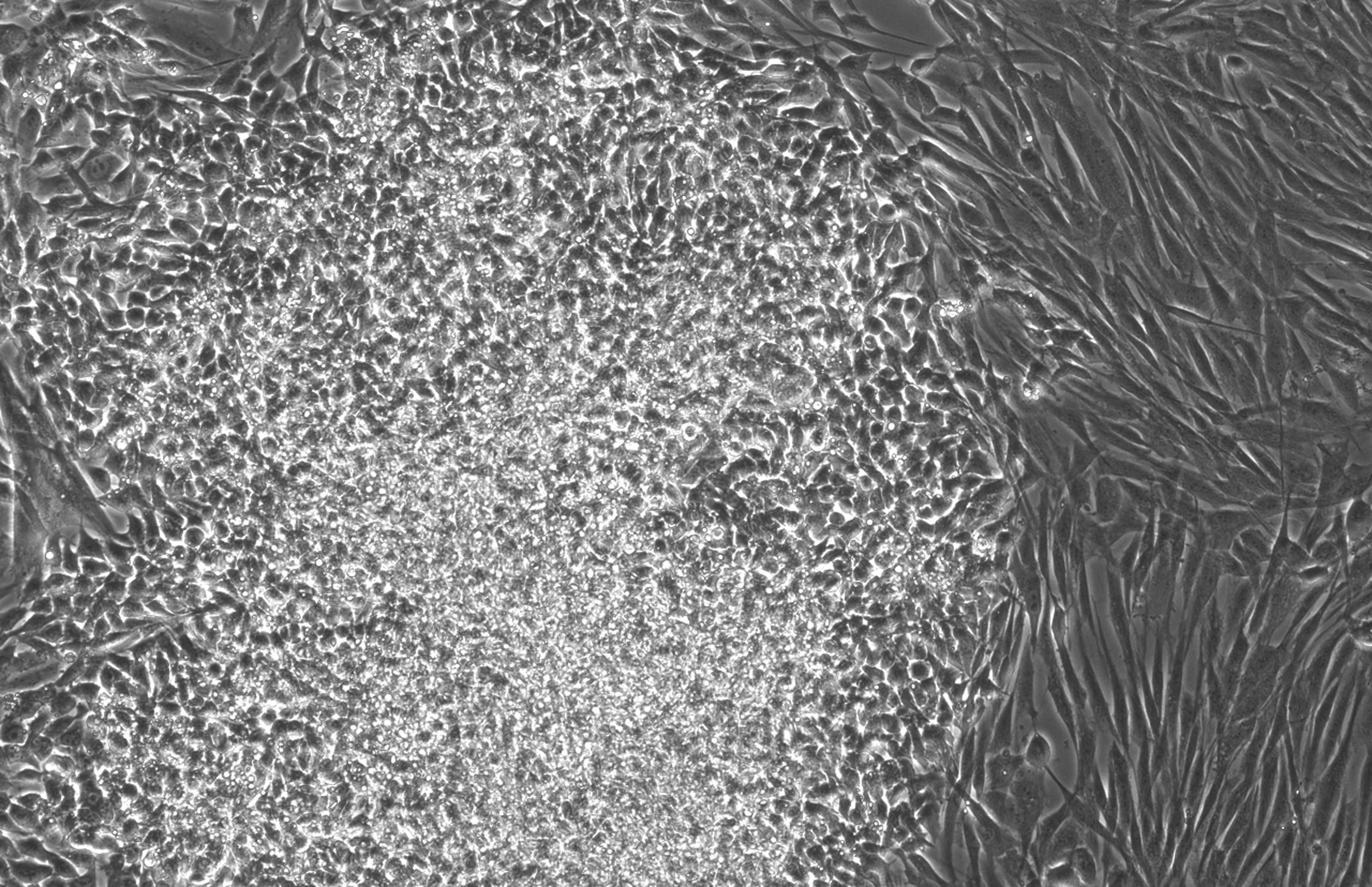 AI 加速生命科学：OpenAI 与 Retro Biosciences 联手革新细胞重编程技术-1