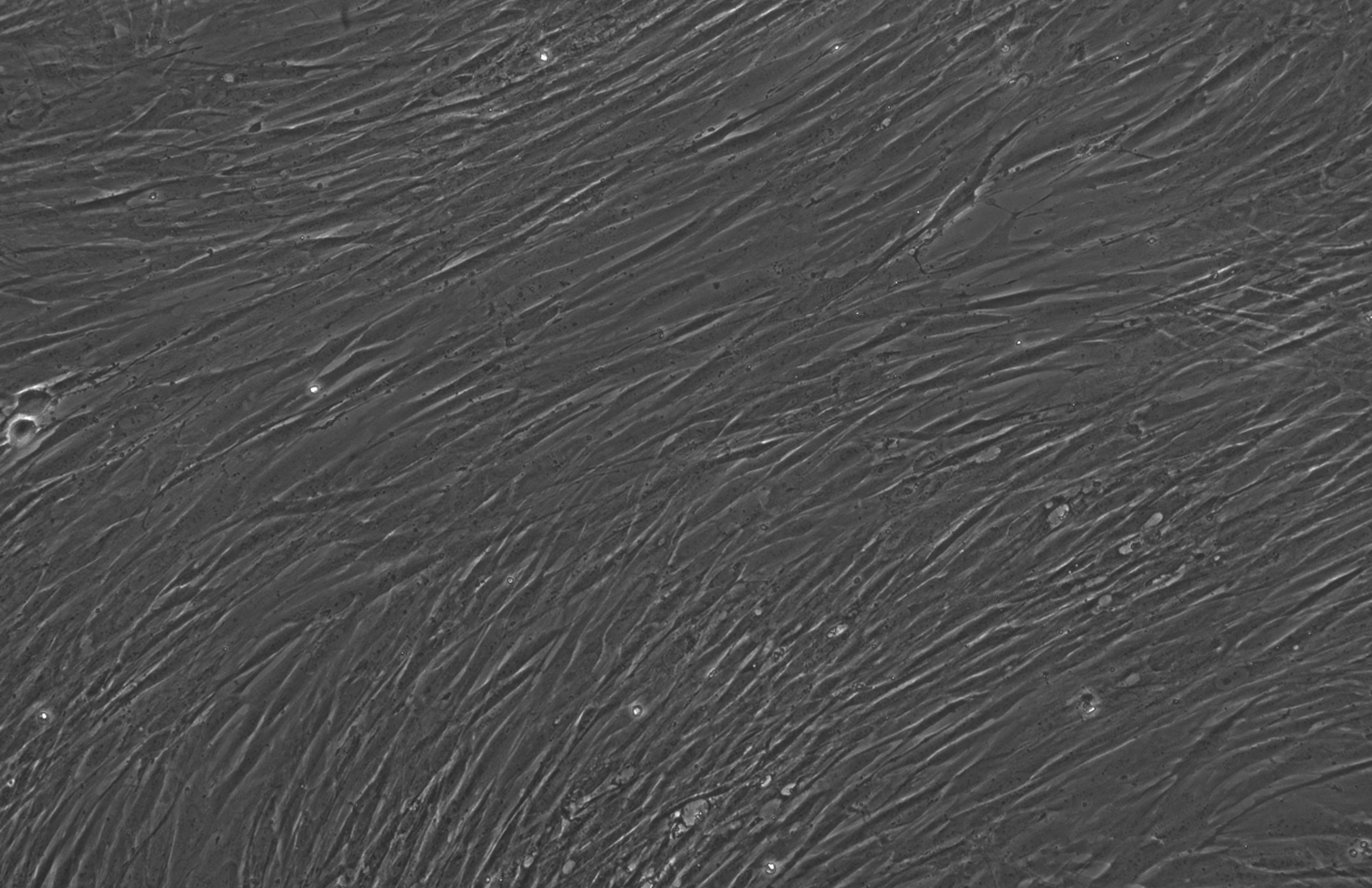 AI 加速生命科学：OpenAI 与 Retro Biosciences 联手革新细胞重编程技术-2